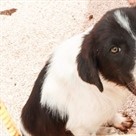 Erasmus+ Students Supporting Local Animal Shelter