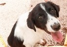 Erasmus+ Students Supporting Local Animal Shelter